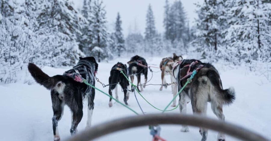 Levi: Forest Troll  Two-day Husky safari - Who Would Love This Experience?