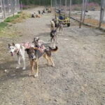 Levi: Husky cart tour- Midnight Sun & Autumn Northern Lights - Who Will Love This Experience?
