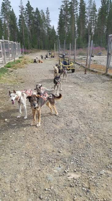 Levi: Husky cart tour- Midnight Sun & Autumn Northern Lights - Who Will Love This Experience?