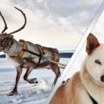 Levi: Lapland Reindeer and Husky Safari - The Itinerary in Detail