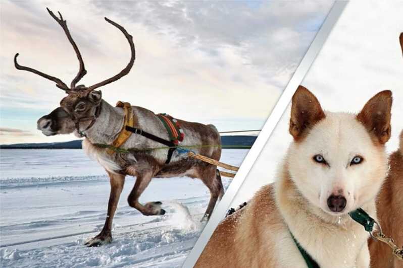 Levi: Lapland Reindeer and Husky Safari - The Itinerary in Detail