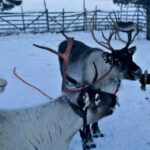 Levi: Lapland Reindeer Safari - Authenticity and Quality: What Travelers Are Saying
