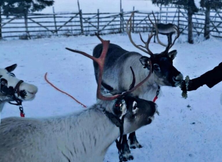 Levi: Lapland Reindeer Safari - Authenticity and Quality: What Travelers Are Saying