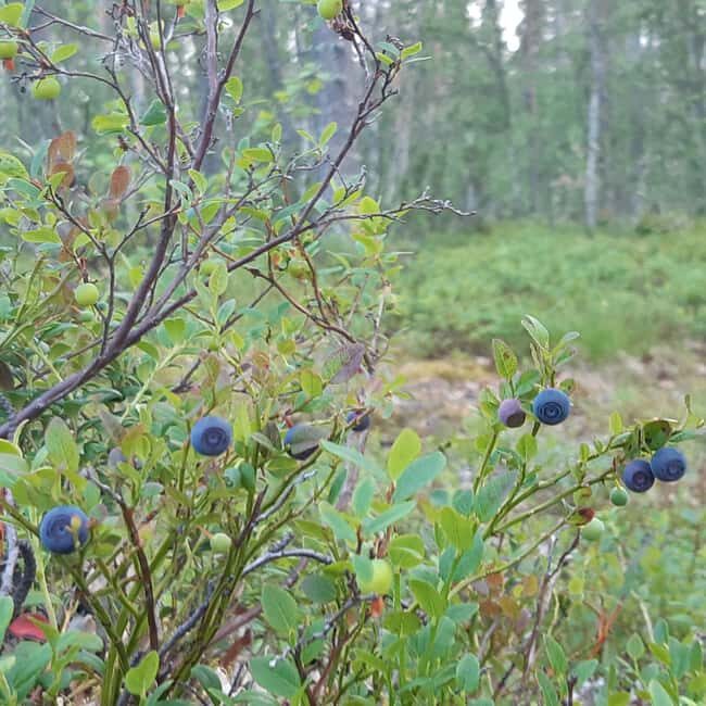 Levi: Nature Walk with Birds, Animals, and Plants - Itinerary Breakdown