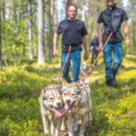 Levi: Nature Walk with Huskies - The Day’s Itinerary