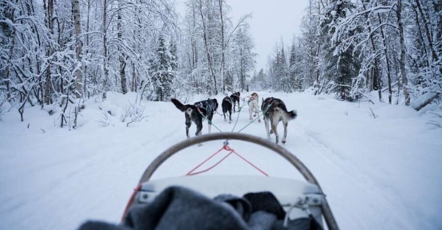 Levi: Self-Drive Guided Husky Tour - What Reviewers Say