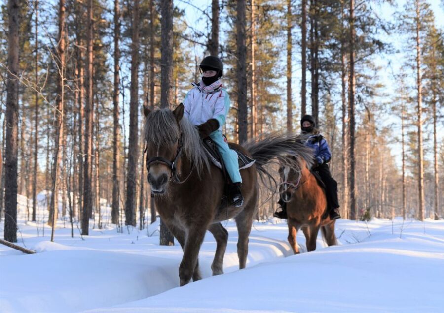 Levi: Snowy Forest Ride and Polar Lights Tours - What Travelers Say