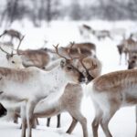 Levi: Traditional Reindeer Husbandry Experience - What Travelers Appreciate Most