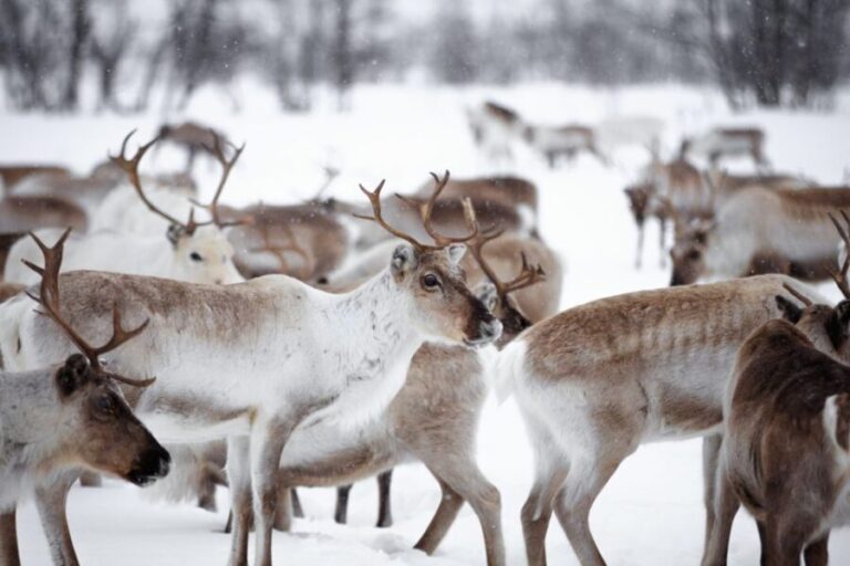 Levi: Traditional Reindeer Husbandry Experience - What Travelers Appreciate Most