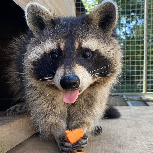 Lincolnshire: ARK Wildlife and Dinosaur Park Entry Ticket - Final Thoughts: Is It Worth It?