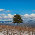 Linguaglossa: Wine Tasting Experience at Etna Nord - FAQs