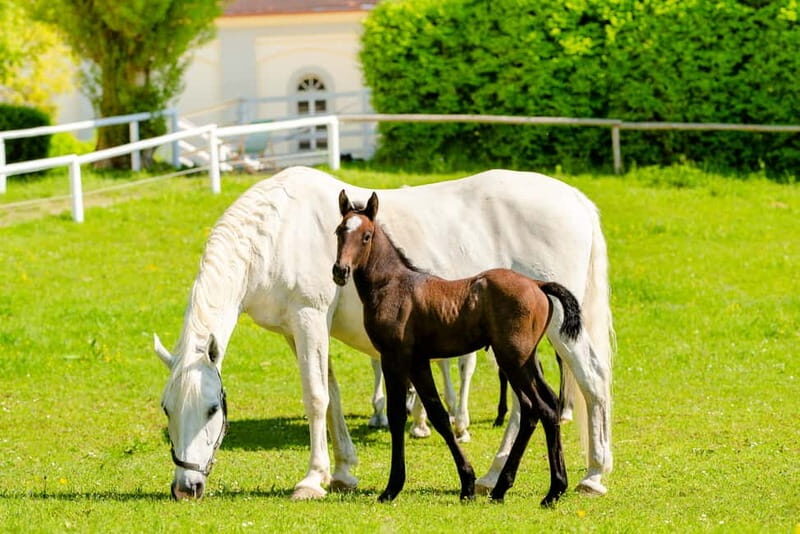 Lipizzaner Stud Piber: Guided Tour - What to Expect During the Tour