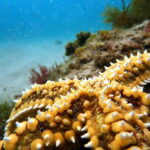 Lisboa: Snorkeling experience in Marine Reserve with photos - Value and Practical Details