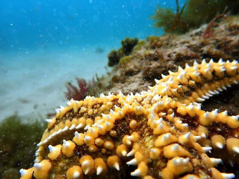 Lisboa: Snorkeling experience in Marine Reserve with photos - Value and Practical Details