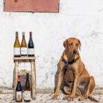 Lisbon: A journey through Portugal By the Glass - Why This Tour Works