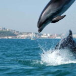 Lisbon: Arrábida Natural Park, Setúbal, and Azeitão Day Trip - FAQ