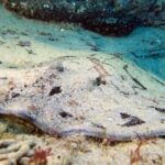 Lisbon: Become a Scuba Diver in 3-Days - Practical Considerations: What You Need to Know