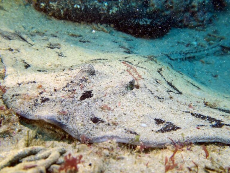 Lisbon: Become a Scuba Diver in 3-Days - Practical Considerations: What You Need to Know