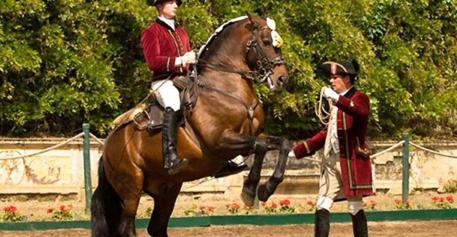 Lisbon: Morning of Equestrian Art with Lusitano Horses - Additional Insights from Reviews