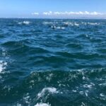 Lisbon: Ocean Safari with Marine Biologists - Final Thoughts