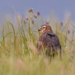 Lisbon: Private Birdwatching Tours with a Local Guide - Practical Tips for Your Birdwatching Day in Lisbon