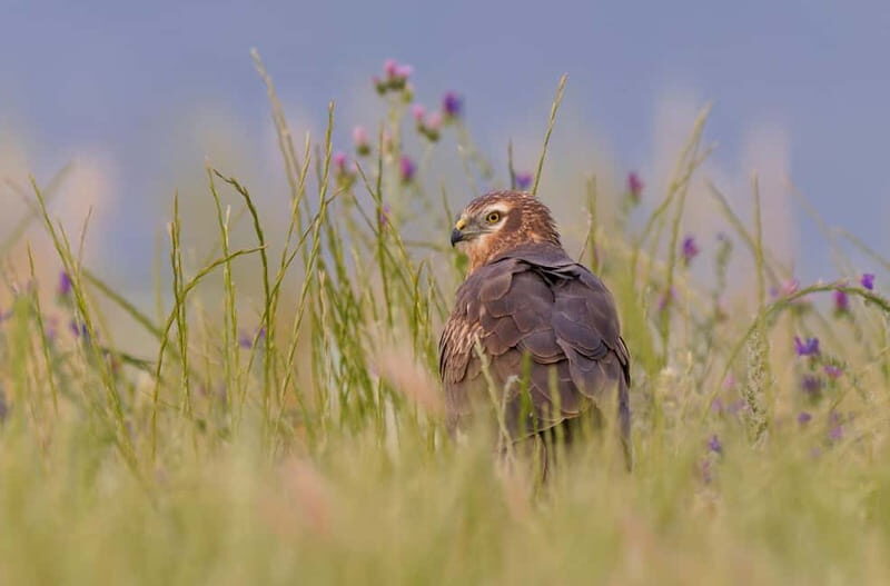 Lisbon: Private Birdwatching Tours with a Local Guide - Practical Tips for Your Birdwatching Day in Lisbon