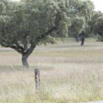 Lisbon: Private Tour to Évora and Cork Factory - The Practical Side: What’s Included and What’s Not