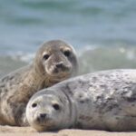 List/Sylt: Guided Seal-Watching Cruise on a Rustic Boat - The Sum Up