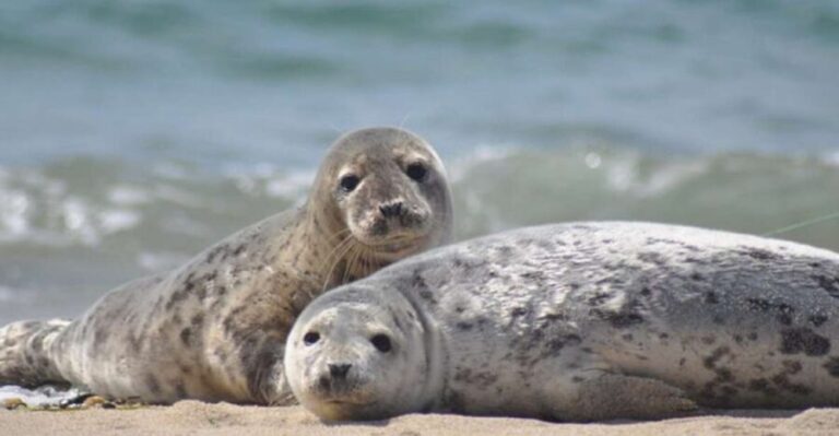 List/Sylt: Guided Seal-Watching Cruise on a Rustic Boat - The Sum Up