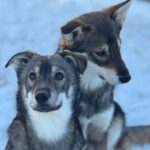 Ljørdalen-Trysil: Bergli Husky Kennel Visit - Frequently Asked Questions