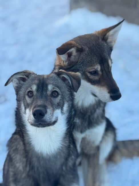 Ljørdalen-Trysil: Bergli Husky Kennel Visit - Frequently Asked Questions