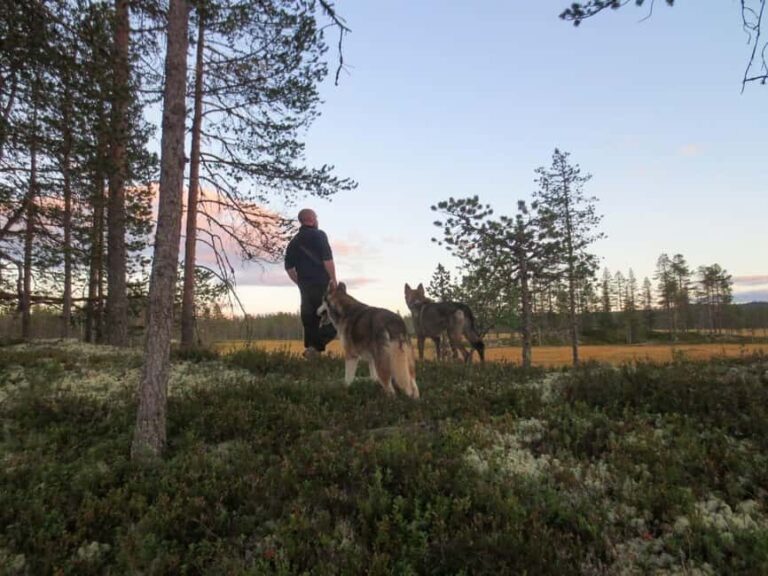 Ljørdalen - Trysil: Husky Hike with Campfire and lunch! - What’s Included and What to Keep in Mind