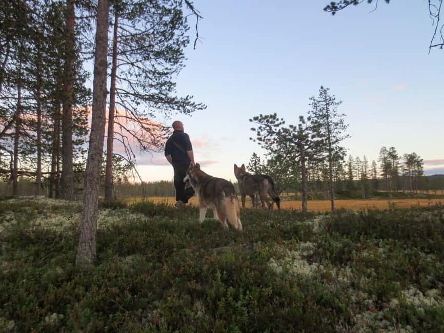 Ljørdalen - Trysil: Husky Hike with Campfire and lunch! - What’s Included and What to Keep in Mind