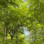 Ljubljana: Green tour and forrest personal experience - Why this Experience Offers Great Value