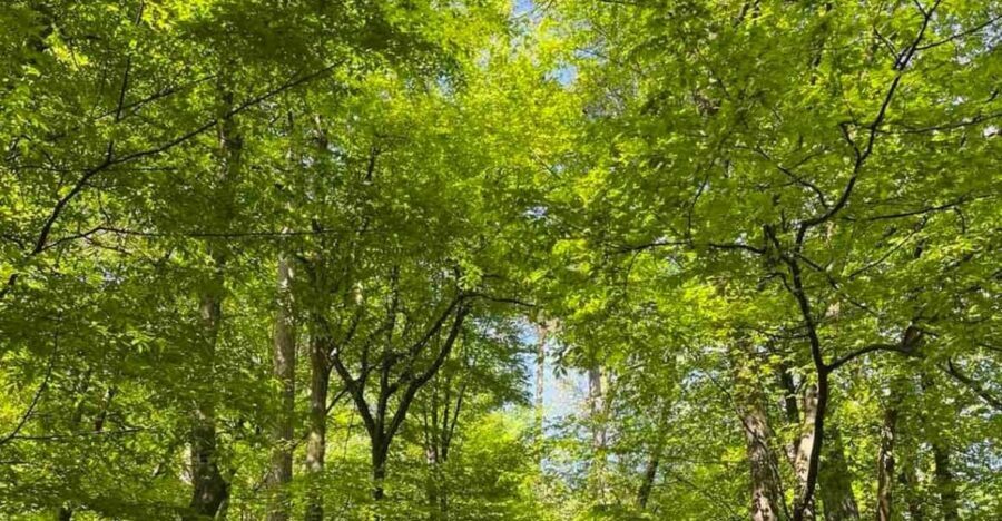 Ljubljana: Green tour and forrest personal experience - Why this Experience Offers Great Value