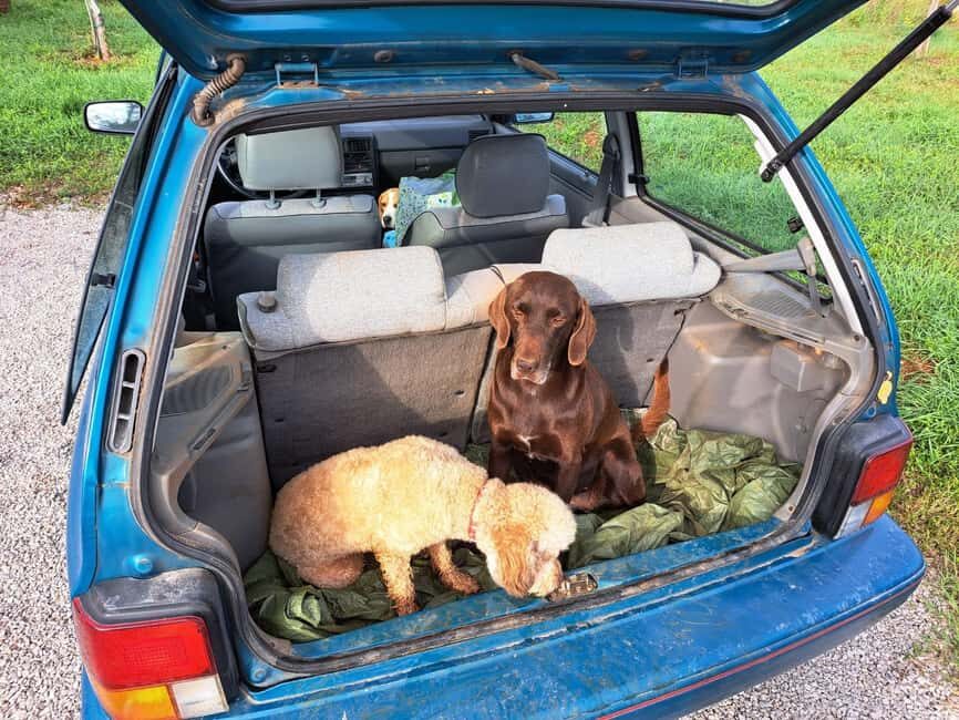 Ljubljana: Istria Truffle Hunting Tour with Local Hunters - Practical Details That Make a Difference