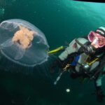 Lofoten: First Time Scuba Diving Experience - Why This Tour Is Worth Considering