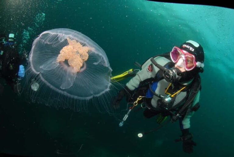 Lofoten: First Time Scuba Diving Experience - Why This Tour Is Worth Considering