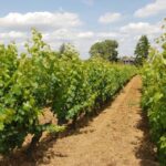 Loire Valley Tour & Wine Tasting Vouvray, Chinon, Bourgueil - Exploring the Loire Valley in Style and Comfort