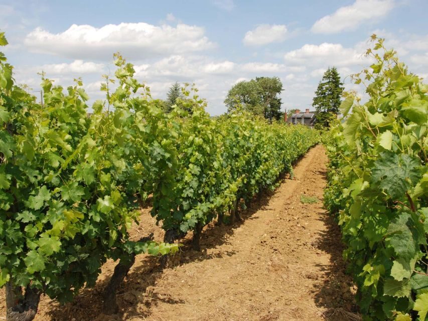 Loire Valley Tour & Wine Tasting Vouvray, Chinon, Bourgueil - Exploring the Loire Valley in Style and Comfort