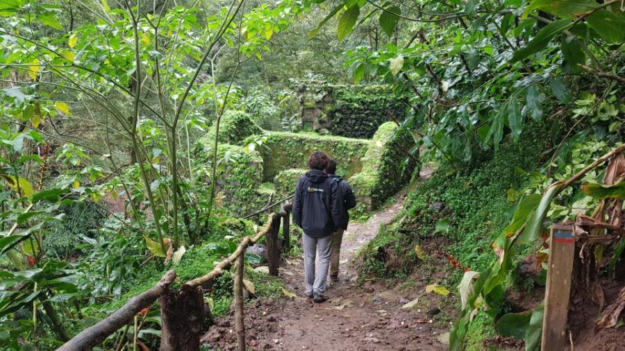 Lomba de São Pedro: Waterfall Hiking Tour with Tea Tasting - An In-Depth Look at the Waterfall Hiking Tour