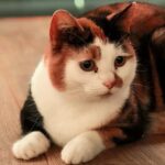 London Cat Cafe: Cat Lounge Entry Ticket - Practical Details and Tips