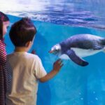 London: Madame Tussauds, SEA LIFE and London Dungeon Entry - Practical Considerations and Tips
