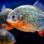 London: SEA LIFE Entry Ticket - What to Expect in Terms of Practical Details