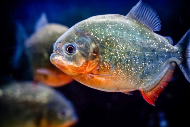 London: SEA LIFE Entry Ticket - What to Expect in Terms of Practical Details