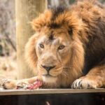 London Zoo: Entry Ticket - Is It Worth the Price?