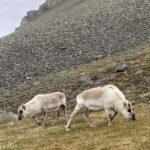 Longyearbyen: Panorama view hike - Platåfjellet Guided Hike - Inclusions and Practicalities