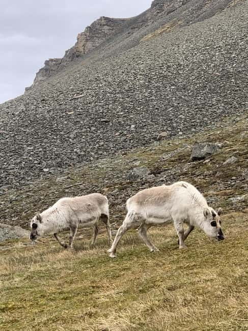 Longyearbyen: Panorama view hike - Platåfjellet Guided Hike - Inclusions and Practicalities