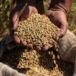 Loosbroek: Grain-to-glass Whisky Distillery Tour & Tasting - The Practicalities You Should Know