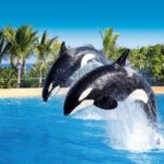 Loro Parque and Siam Park Combined Admission Tickets - What You Can Expect on Your Visit
